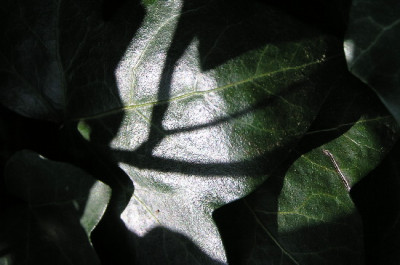 Efeu-1.jpg