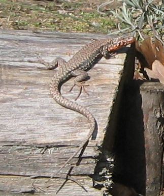 Eidechse20060319_02.jpg