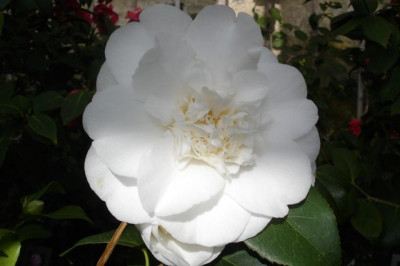 DSC01765.jpg