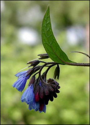 Symphytum_Blaue_Glocken..JPG