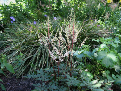 Astilbe Bronzelaub (Kopie).jpg
