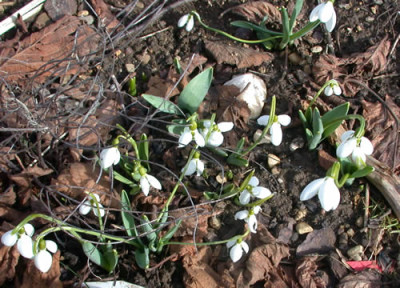 Schneeglockchen_N_23564_073.jpg