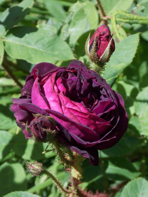 DSCN6655v.JPG