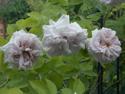 DSCN6517v.JPG