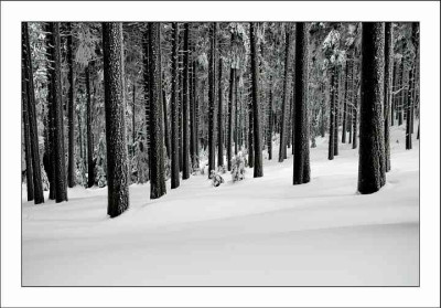 Harz_Brocken_12_17-03-2006.jpg