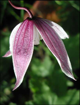 koreana_x_macrop._Columnella.JPG