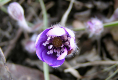 hepatica_06_1.jpg