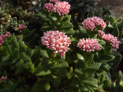 Crassula_Springtime.jpg
