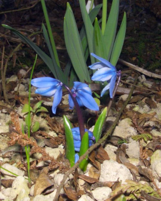 Scilla_armena.jpg
