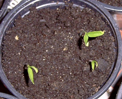 Paprika-ung-rot.jpg
