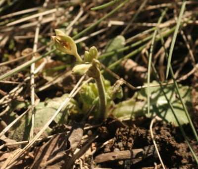 primula_veris_2910.jpg