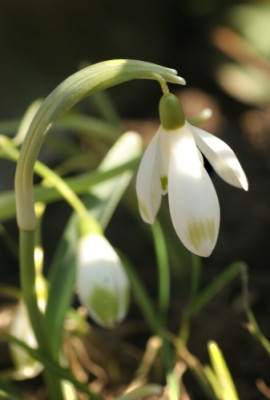 galanthus_nivalis_viridi_apice_2903.jpg