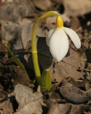 galanthus_john_gray_2914.jpg