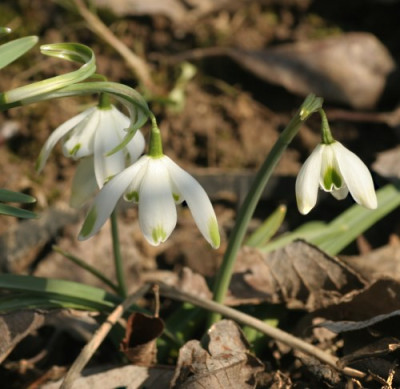 galanthus_nivalis_pusey_green_tips_und_desdemona_2913.jpg