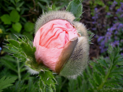 Mohn22.jpg