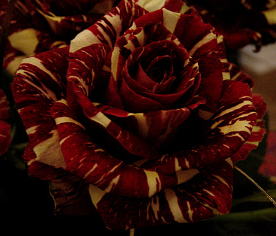 streifen_rose.jpg