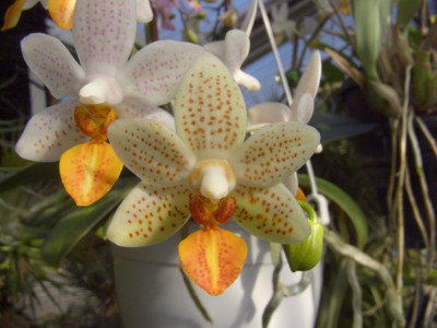 Phalaenopsis_Mini_Mark_06.jpg