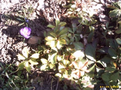 Krokus_mit_Christrose.jpg