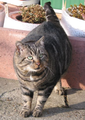 SUMO_II.jpg