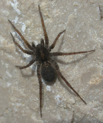 DSCN3901Fruhlingsspinne_079.jpg