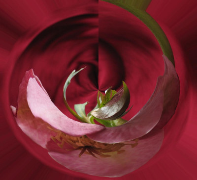 Helleborus_mit_Verzerrungsfilter.jpg
