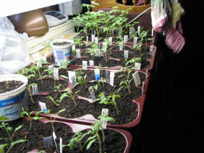 Tomatenanbau-22.03.06_001.jpg