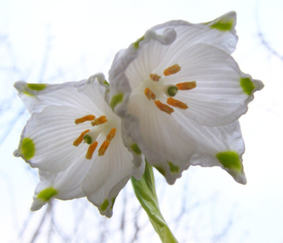 Leucojum_vernum_von_unten.jpg