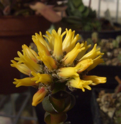 Crassula_columnaris_geoffnet.jpg