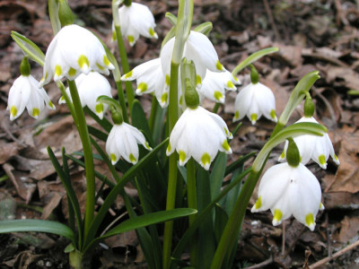 Leucojum_vernum_220306.jpg