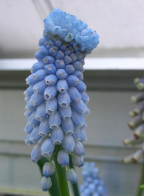 Muscari_Babys_Breath_vollerbluht.jpg