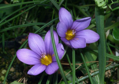 Romulea_bulbocodium_spate_Form.jpg