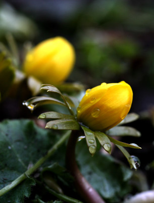 Eranthis-hyemalis.jpg