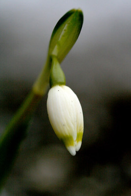 Galanthus-1.jpg