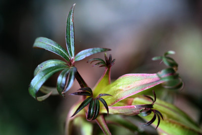 Helleborus-foetidus-2.jpg