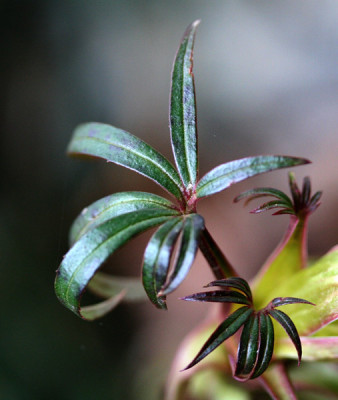 Helleborus-foetidus-3.jpg