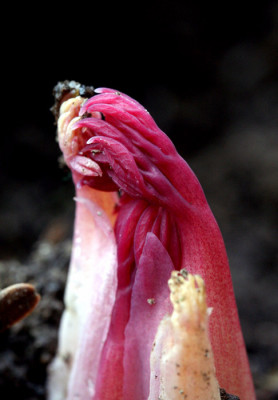 Dicentra-spectabilis.jpg