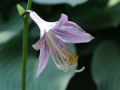 Imgp2397-Hostabluete.jpg