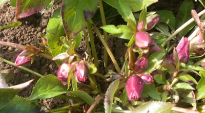 DSCN3889HBluten076.jpg