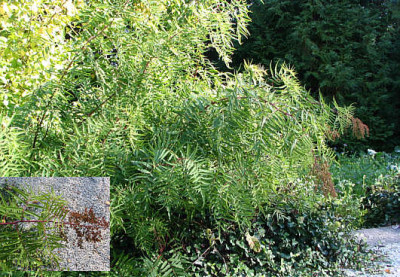Sorbaria_aitchisonii_Habitus.jpg