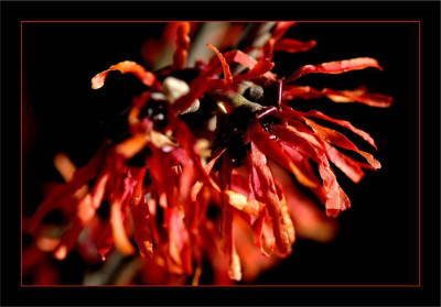 Hamamelis_Diane_1_19-03-2006.jpg