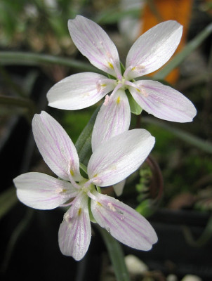 IMG_0054_eClaytonia_virginica.JPG