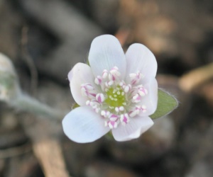 hepatica_athesia_weisse_unschuld_2917.jpg