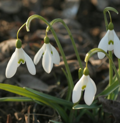 galanthus_magnet_2921.jpg