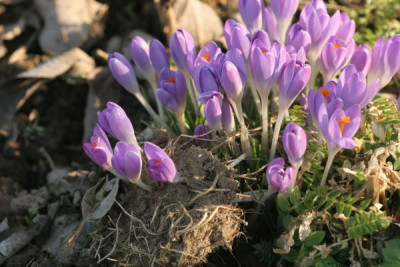 krokus_2925.jpg