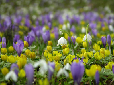 blumenwiese1_boga.jpg