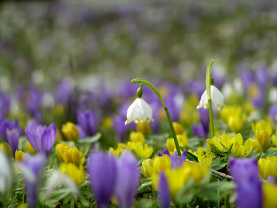 blumenwiese2_boga.jpg