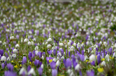 blumenwiese3_boga.jpg