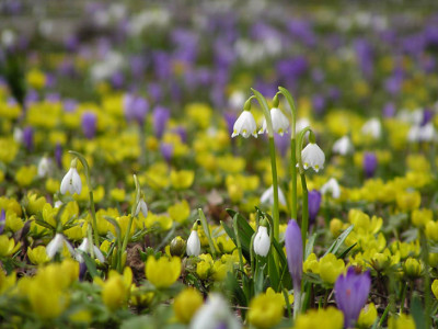 blumenwiese4_boga.jpg
