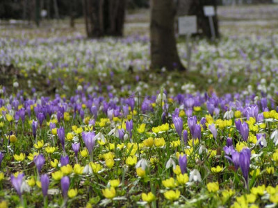blumenwiese5_boga.jpg