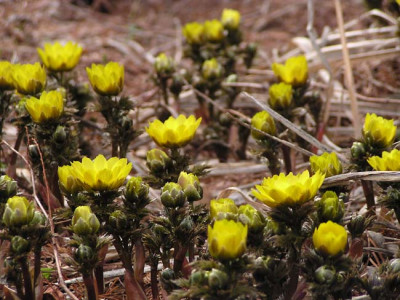 adonis_amurensis_boga.jpg